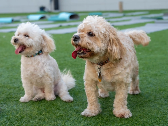 Two happy dogs